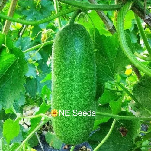 100 genuine bangladeshi - 🌼,