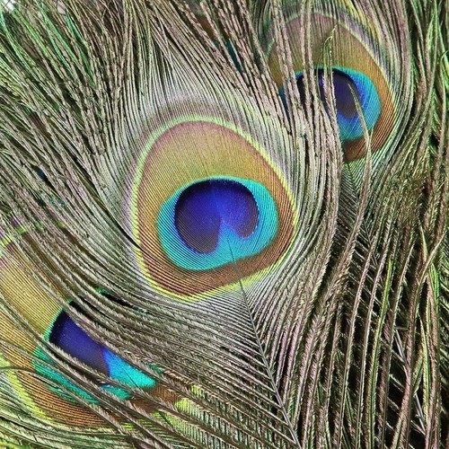 10x peacock tail feathers - 10x,
