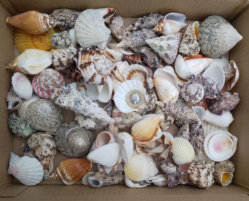 1kg mixed sizes species - mixed, grades