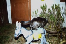 1998 Black Cat Standing on