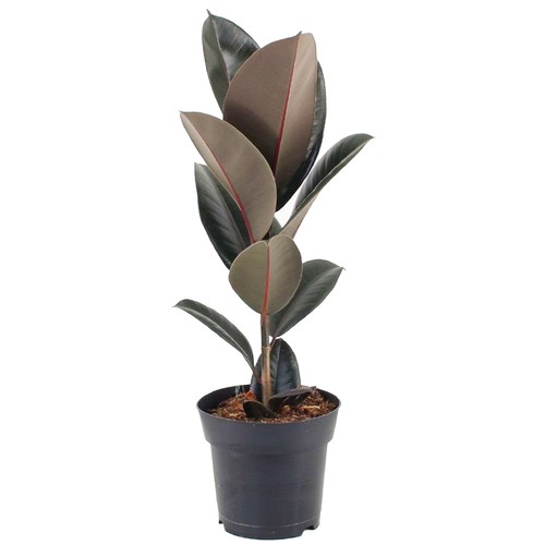 Ficus abidjan indoor - ficus, rubber