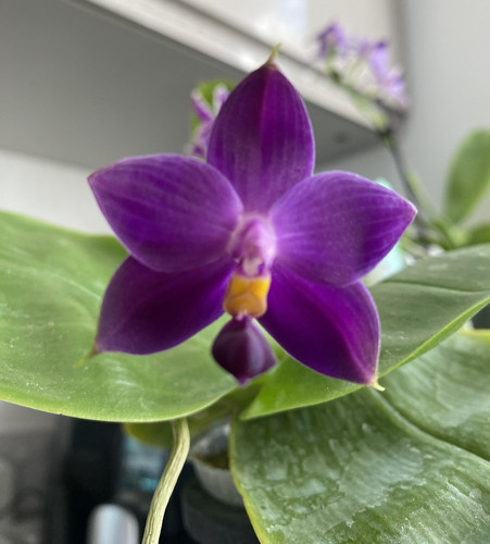 Fragrant phalaenopsis violacea - phalaenopsis,