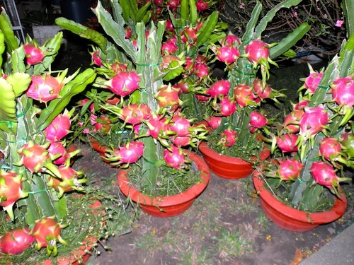 Dragon fruit pitaya - dragon,