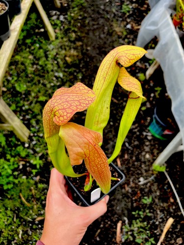 Sarracenia norman parker - x,