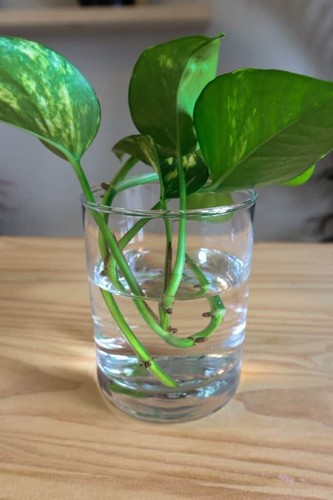 Pothos fresh unrooted - fresh,