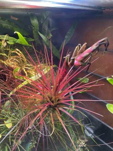 Tillandsia melanocrater - tillandsia,