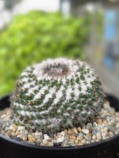 Mammillaria hahniana old lady - mammillaria, 'old
