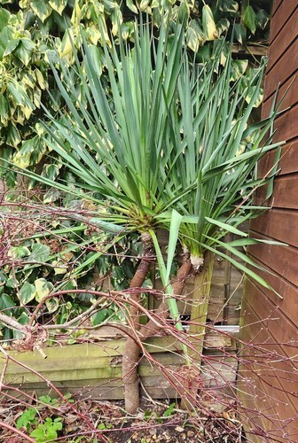 Yucca rostrata evergreen - yucca, ,evergreen