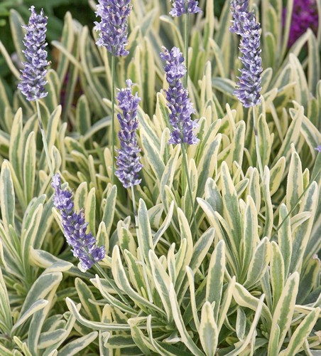 Cm lavandula - 2, x