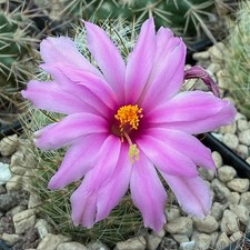 Mammillaria boolii MH 46 Rare