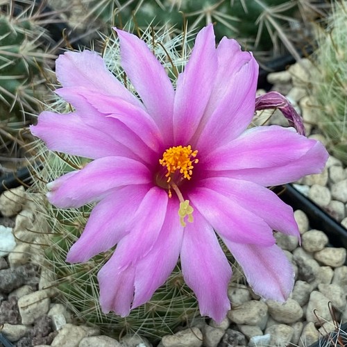 Mammillaria boolii rare - mh,