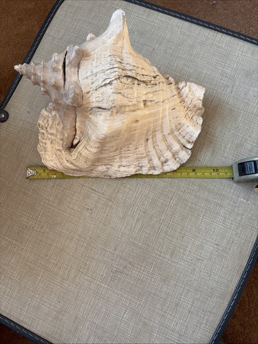 Queen conch shell inch - queen, 9