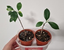 2 Baby Bonsai Trees Indoor