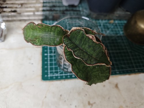 Sansevieria kirkii silver - sansevieria,
