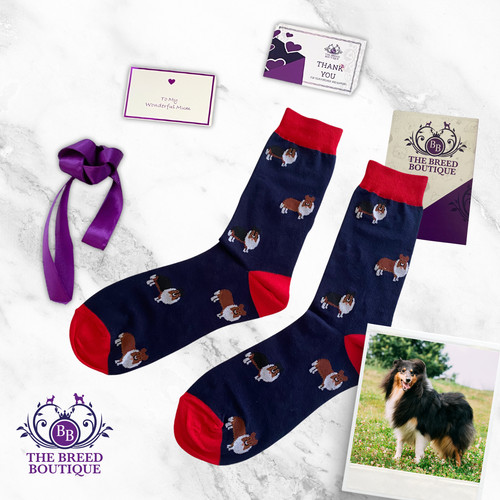 Rough collie dog - collie, socks