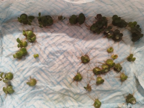 Succulent mother thousands - mother, of