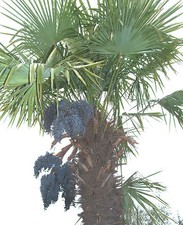 Trachycarpus Fortunei Chusan