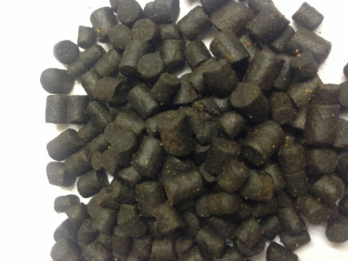 Premium sturgeon sterlet fish - premium,