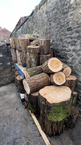 Tree stumps rustic - tree,