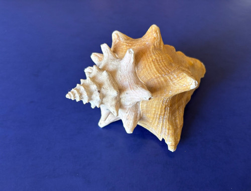 Sea shell queen horned - sea, conch