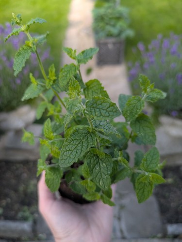 Strawberry mint aromatic - mint,