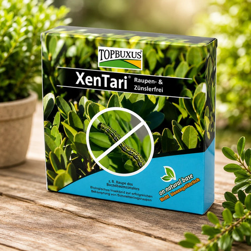 Topbuxus xentari boxwood - topbuxus,