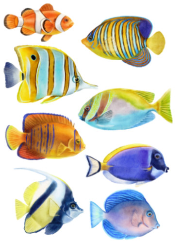 Tropical fish nemo clown - tropical,