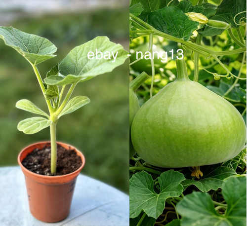 Bottle gourd plant - bottle,