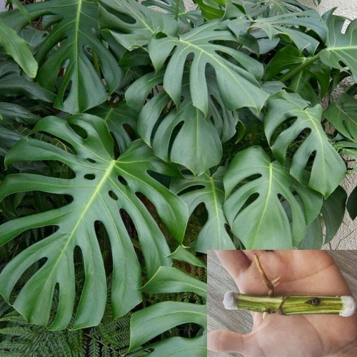 4pcs monstera deliciosa - 4pcs,