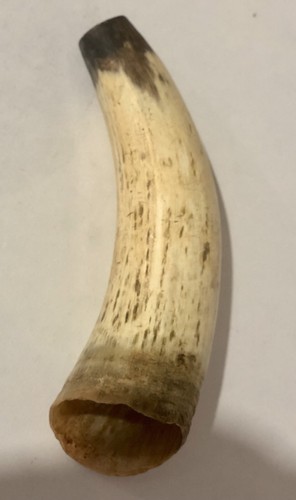 Vintage polished cow - cow, horn