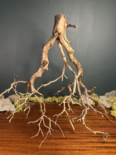 Large manzanita - large,