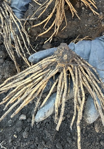 Asparagus crowns - x,