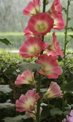 Hollyhock seeds monet - monet, pink