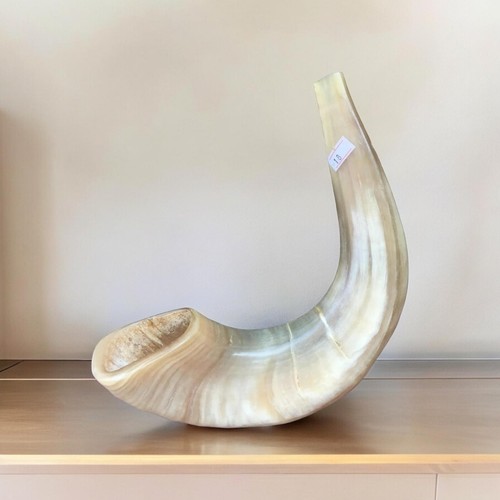 Polished ram shofar horn - ,