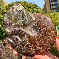 2.37LB Natural Tentacle conch fossil Reiki healing specimens of Madagascar