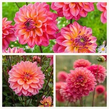 Decorative Dahlia Great