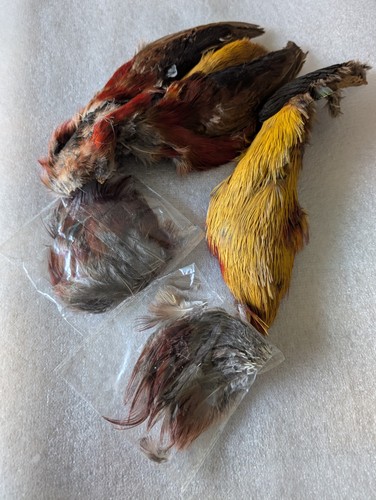 Golden pheasant skin - skin, for