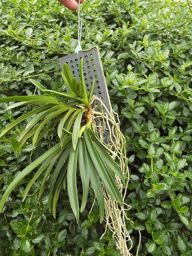 Rare vanda falcata - rare, x