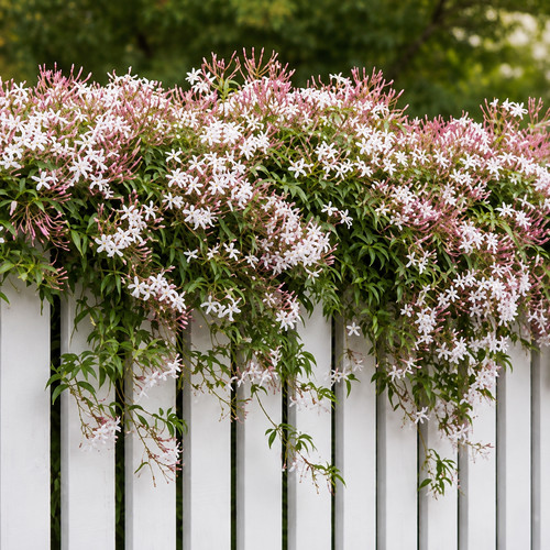 Rare pink jasmine scented - 🌸rare,