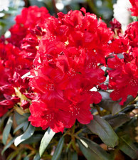 Rhododendron Erato Deep Red -