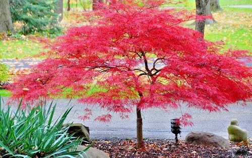 Acer palmatum inaba shidare - acer,