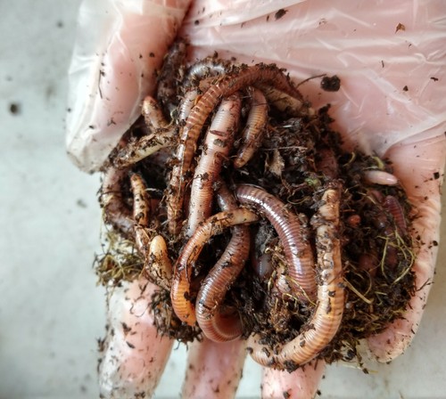 100 european nightcrawlers - european,