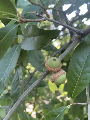 Shingle oak quercus - oak,