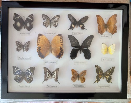 Vintage style real butterfly - vintage,