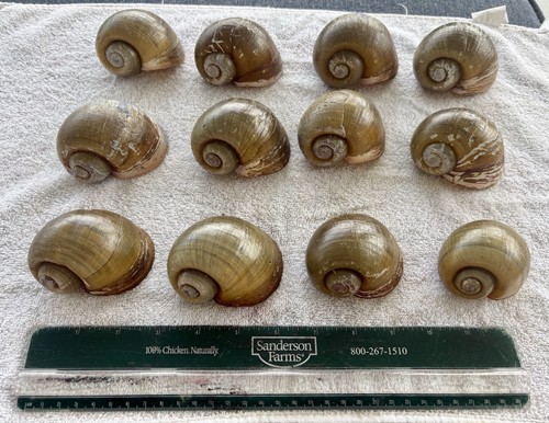 Lot apple snail - of,