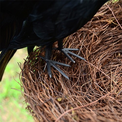 Black crow decoration - crow,