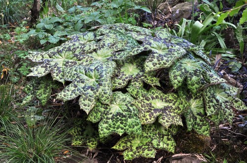 Podophyllum spotty dotty - podophyllum,