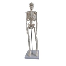 Human Skeleton Model Menschliches Skelett Skeletal Anatomy