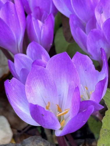 Colchicum speciosa