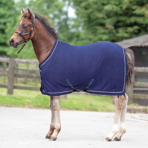 Masta foal miniature horse - masta, or